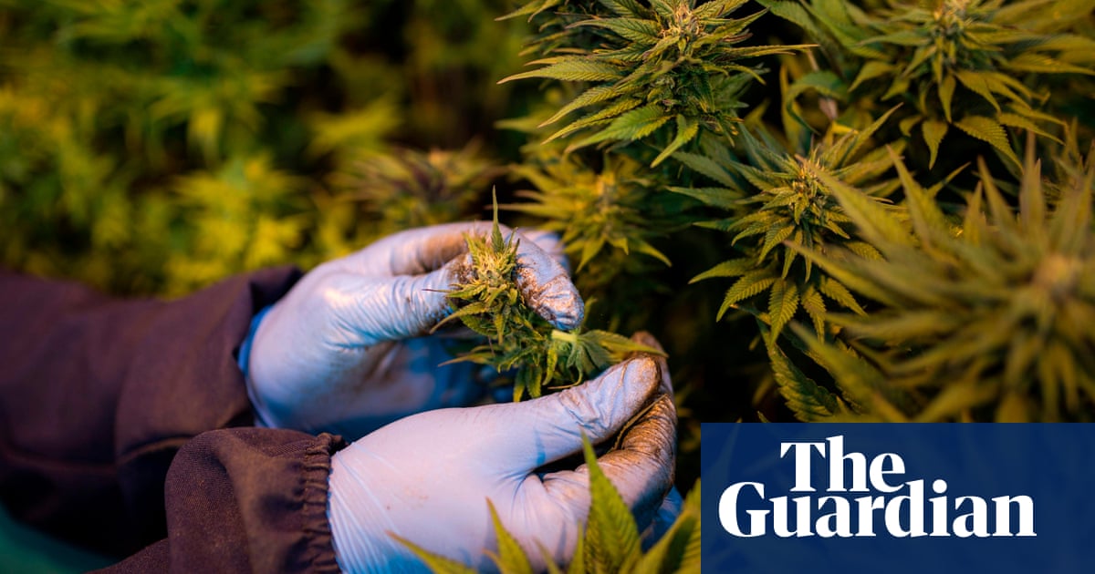 Why is Lesotho&rsquo;s cannabis boom failing to deliver the prosperity it promised?