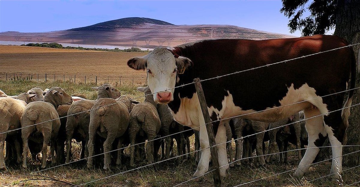 SA bans livestock imports from Lesotho